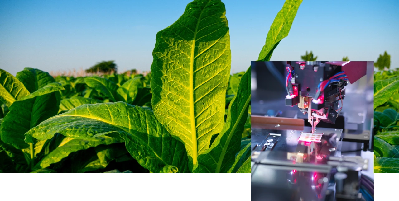 Composite image showing large tobacco leaves in a field juxtaposed with a close-up of precision technology with lasers and sensors