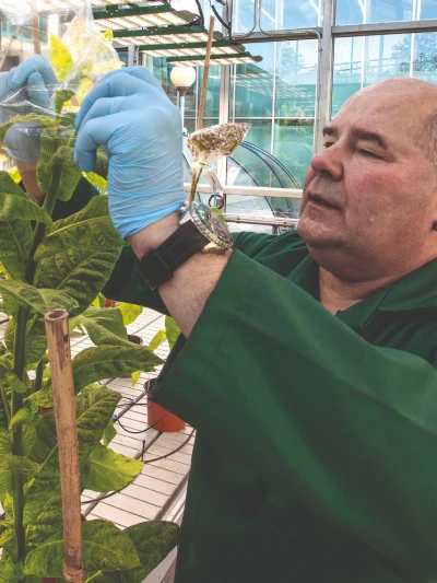 Researcher examining plant leaves in a greenhouse