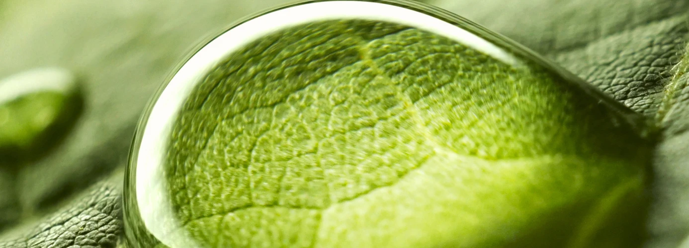 Close-up of green leaf texture with a drop of water