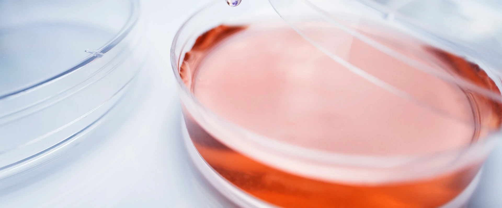 Pipette dropping liquid into petri dish